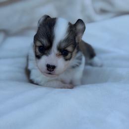Honeysuckle - Red female Pembroke Welsh Corgi puppy in Fairchild, Wisconsin from Reigning Corgis