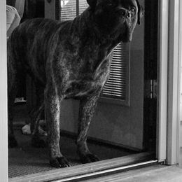 Boston Terrier and Bullmastiff Puppies from Melkev's Bullmastiffs and Boston Terriers