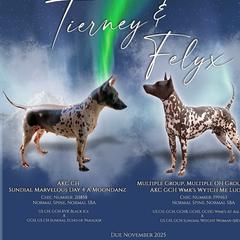 Tierney - American Hairless Terrier