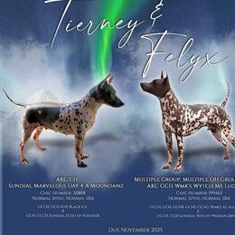 Tierney - American Hairless Terrier