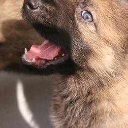 Shiloh Shepherd Puppies from Solace Shilohs