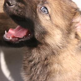 Shiloh Shepherd Puppies from Solace Shilohs