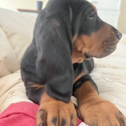 Basset Hound Puppies from Hudson's Hounds