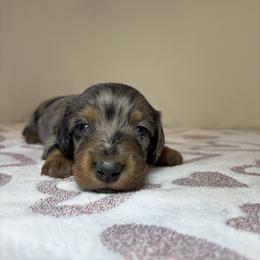 Ava - Dapple female Dachshund puppy in Mountain Grove, Missouri from Happy Hounds and More🐾