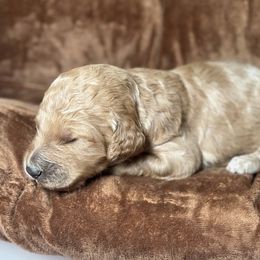 Holy - Apricot Goldendoodle puppy in Riverside County, California from ScoobyScoobz Doodles