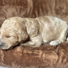 Holy - Apricot Goldendoodle puppy in Riverside County, California from ScoobyScoobz Doodles