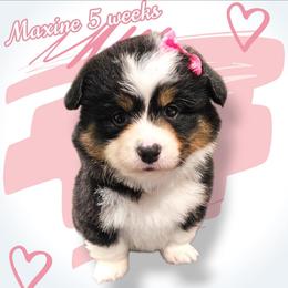 Maxine - Black and white female American Corgi puppy in Mansfield, Ohio from Moonrise corgis