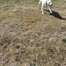 Dalmatian Puppies from Hallmark Dalmatians;