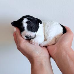 Girl 3 - Black and white female Bernedoodle puppy in Pottstown, Pennsylvania from Willow-Be Doodles