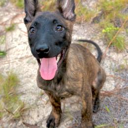 Golden Brindle Girl AKA Evan - Gold brindle female Dutch Shepherd puppy in Lake City, Florida from Crosspointe Canines