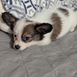Snuggle boy - White black and tan male Papillon puppy in Joshua, Texas from Summertime Kennels