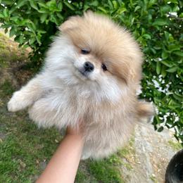 Frappe - Cream sable male Pomeranian puppy in Los Angeles, California from Furever Blessed 🤍🐾🖤