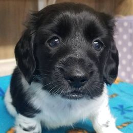 Boy two - Piebald male Dachshund puppy in La Monte, Missouri from Wulff's East LA Puppies