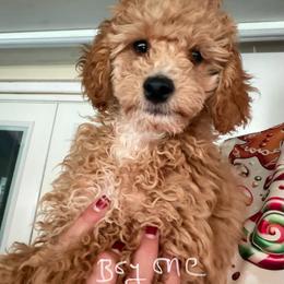 Eevee B1 - Red  male Poodle puppy in Haines City, Florida from Camic Cockapoos
