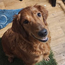 Yo-Yo - Golden Retriever