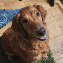 Yo-Yo - Golden Retriever