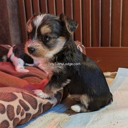 AKC Traditional boy - Blue and gold male Yorkshire Terrier puppy in Greencastle, Indiana from Tiny Tushy Lodge