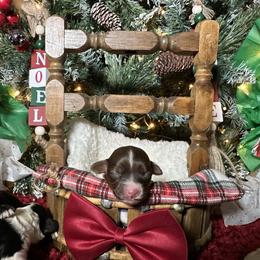 Princess Diana - Brown and white female Cockapoo puppy in Griffin, Georgia from Rawls Lovely Little Tots