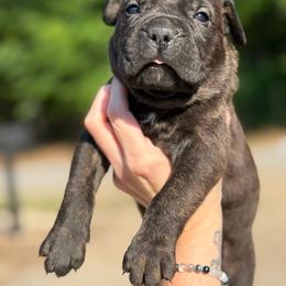 Green - Black brindle male Cane Corso puppy in Opelousas, Louisiana from Azelees Cane Corso