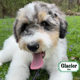 Glacier - In Training - Merle male Bernedoodle puppy in Milan, Indiana from Doodles & Spice