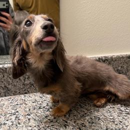 Blue And Tan Female, AKC - Blue and tan female Dachshund puppy in El Paso, Texas from IVK9's Dachshunds