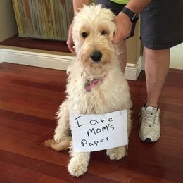Pee or Peanut - Goldendoodle