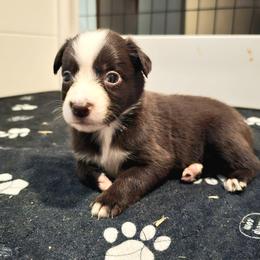 Australian Shepherd Puppies from A-J Farms Iowa