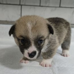 American Corgi Puppies from Whitecreek Corgis of Columbus, IN