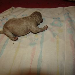 Goldendoodle and Poodle Puppies from David & Patricia Elliott