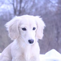 Dachshund Puppies from Shadow Ridge Farms