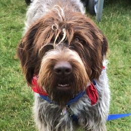 Murphy - Wirehaired Pointing Griffon