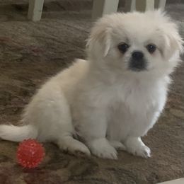 Pekingese Puppies from Crawford Ranch Canines