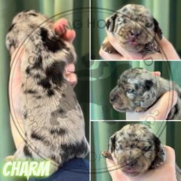 Charm - Dapple male Dachshund puppy in Fond Du Lac, Wisconsin from Clucking Homestead Springers & Dachshunds