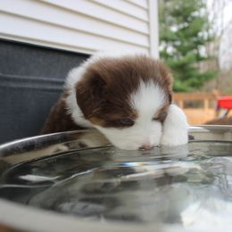 Australian Shepherd Puppies from Starlit Grove Australian Shepherds