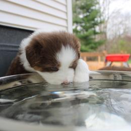 Australian Shepherd Puppies from Starlit Grove Australian Shepherds