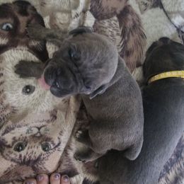 Black Collar Boy 2 - Gray brindle male Cane Corso puppy in Cottonport, Louisiana from Sweet Cane Corsos