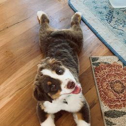 Australian Shepherd Puppies from Whiteley Way Australian Shepherds