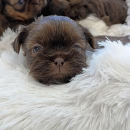 Boy 2 - Chocolate and tan male Shih Tzu puppy in Paradise, California from Richview Shihtzu