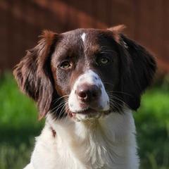 Iris - Drentsche Patrijshond