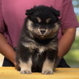 Grey Boy - Black male Finnish Lapphund puppy in Redding, California from AlpenGlō Kennels