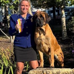 Indy - Mastiff