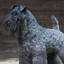 Kerry Blue Terriers from BlueAire