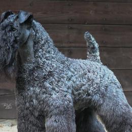 Kerry Blue Terriers from BlueAire