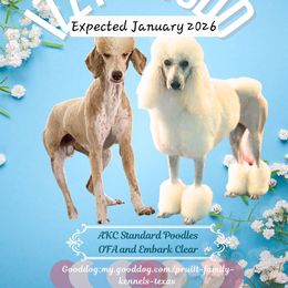 Poodle puppies from Pruitt Family Kennels