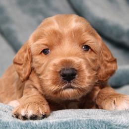 Robin - Apricot male Australian Labradoodle puppy in Stanwood, Washington from Victoria Creek Australian Labradoodles