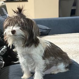 Nila - Yorkshire Terrier