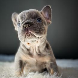 Stormie - Liver female French Bulldog puppy in Porter, Texas from Whatabulldog