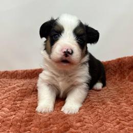 Hubble (fluffy) - Brindle and white male American Corgi puppy in Waco, Texas from The Comma Corgis