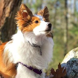 Collies and Toy Shetland Sheepdogs from Holbrook Homestead
