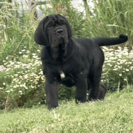 Paulina - Black female Neapolitan Mastiff puppy in Canyon, Texas from Mastini Della Forte